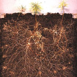 mycorhization-agriculture-nouvelle.jpg