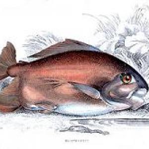 myleus_pacu.jpeg