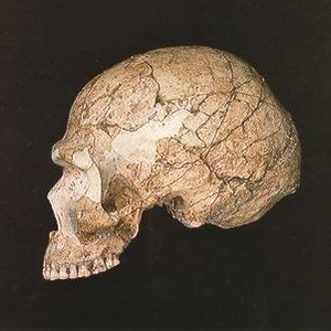 neandertal-crane.jpg
