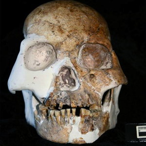 new-hominin-skull.jpg