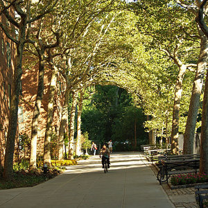 newyork_tree_davidshankbone_wc.jpg