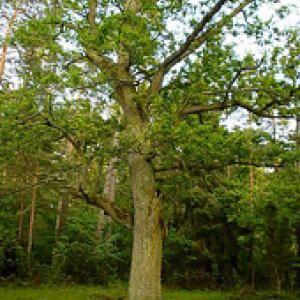 oak-tree2.jpg