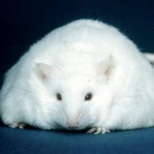 obese-rats.jpg
