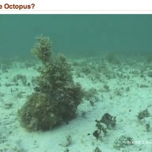 octopus-camouflage.jpg