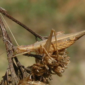 oecanthus_pellucens.jpg