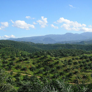 oil_palm_plantation_indonesia_achmad_rabin_taim_wikicom.jpg