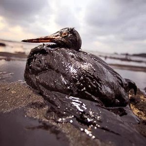 oilspill1.jpg