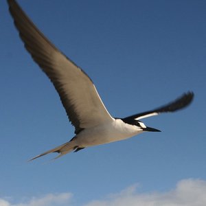 oiseau-sterne.jpg