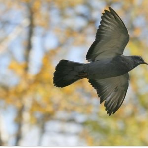 oiseau.jpg