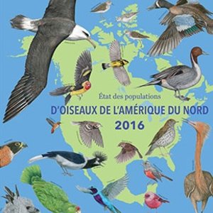 oiseaux-amerique-rapport2016.jpg