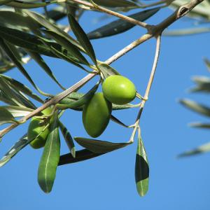 olive-tree-branch.jpg