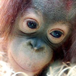 orang_outan_bebe.jpg
