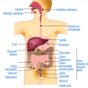 organes_2.png