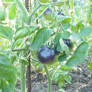 osu-blue-tomato-23-07-091-800x600.jpg