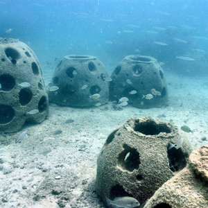 over_30_species_of_fish_have_been_recorded_to_date.jpg