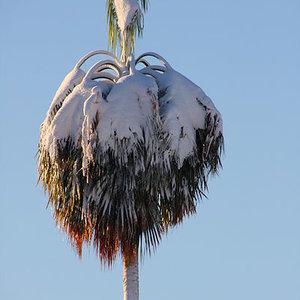 palmtreeundersnow_paulmcguire_wc.jpg