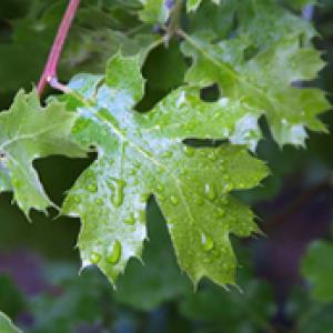 pdphoto-org-leaf.jpg