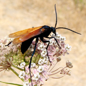 pepsis_formosa02.jpg