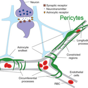 pericytes.jpg