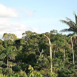 peru_forest_saschagrabow_wc.jpg