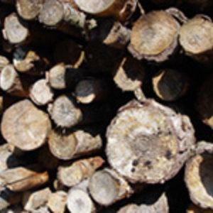 photo_ewa_walicka-dreamstimefree_192127-woodpile-2.jpg