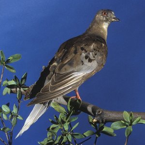 pigeonvoyageur-martha.jpg