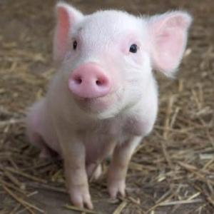 pigs.jpg