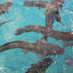 poissons-chats.jpg