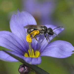 pollinisateurs-3.jpg