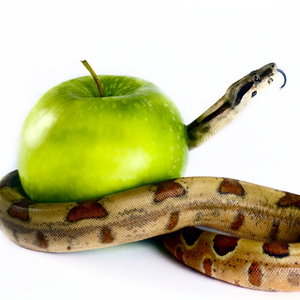 pomme_et_serpent.jpg