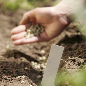 potagers-urbains-577399.jpg