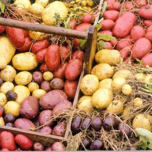 potatoes.jpg