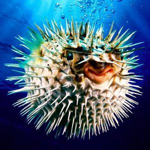 puffer-fish-care.jpg