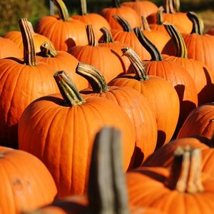 pumpkin-970235_640.jpg