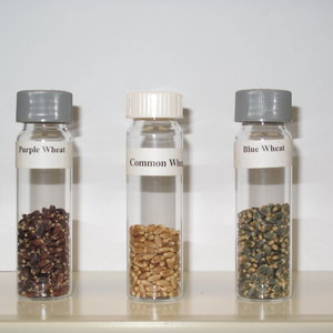 purple_wheat.4.jpg