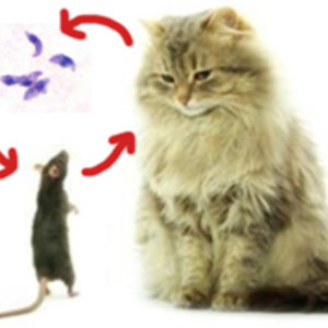 rat-chat-toxo.jpg