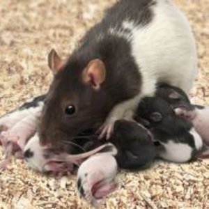 rate_et_ratons.jpg