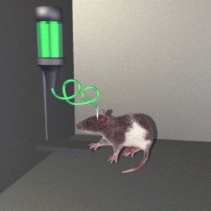 rats.gif