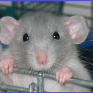 rats.jpg