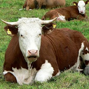 red-and-white-cow-2.jpg