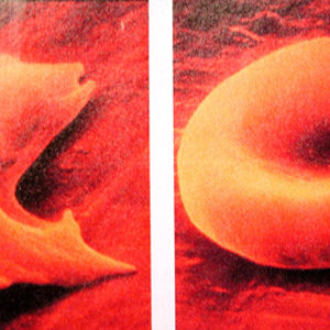 red_blood_cells.jpg