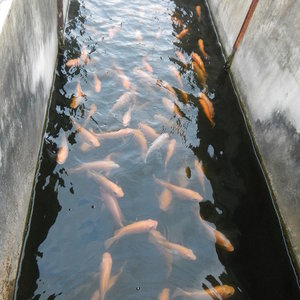 rednile2jf.jpg