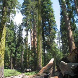 redwoodfallentree-wiki.jpg