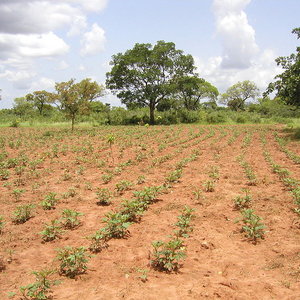 reforestation_burkina_usdepartmentofagriculture_wc.jpg
