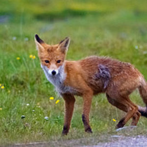 renard_roux.jpg