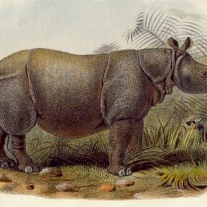 rhinoceros-java.jpeg