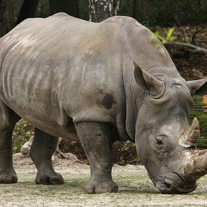 rhinoceros.jpg