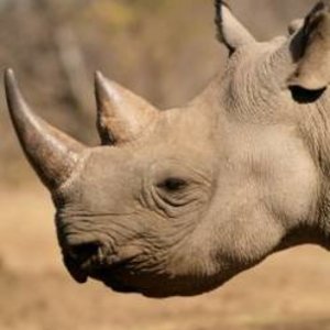 rhinoceros_.jpg