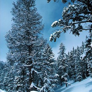 rockymountains_timmccabe_usda_wc.jpg