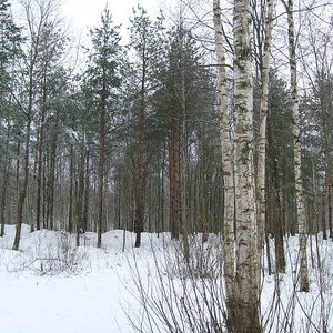 russia_forest_sashakrotov_wc.jpg